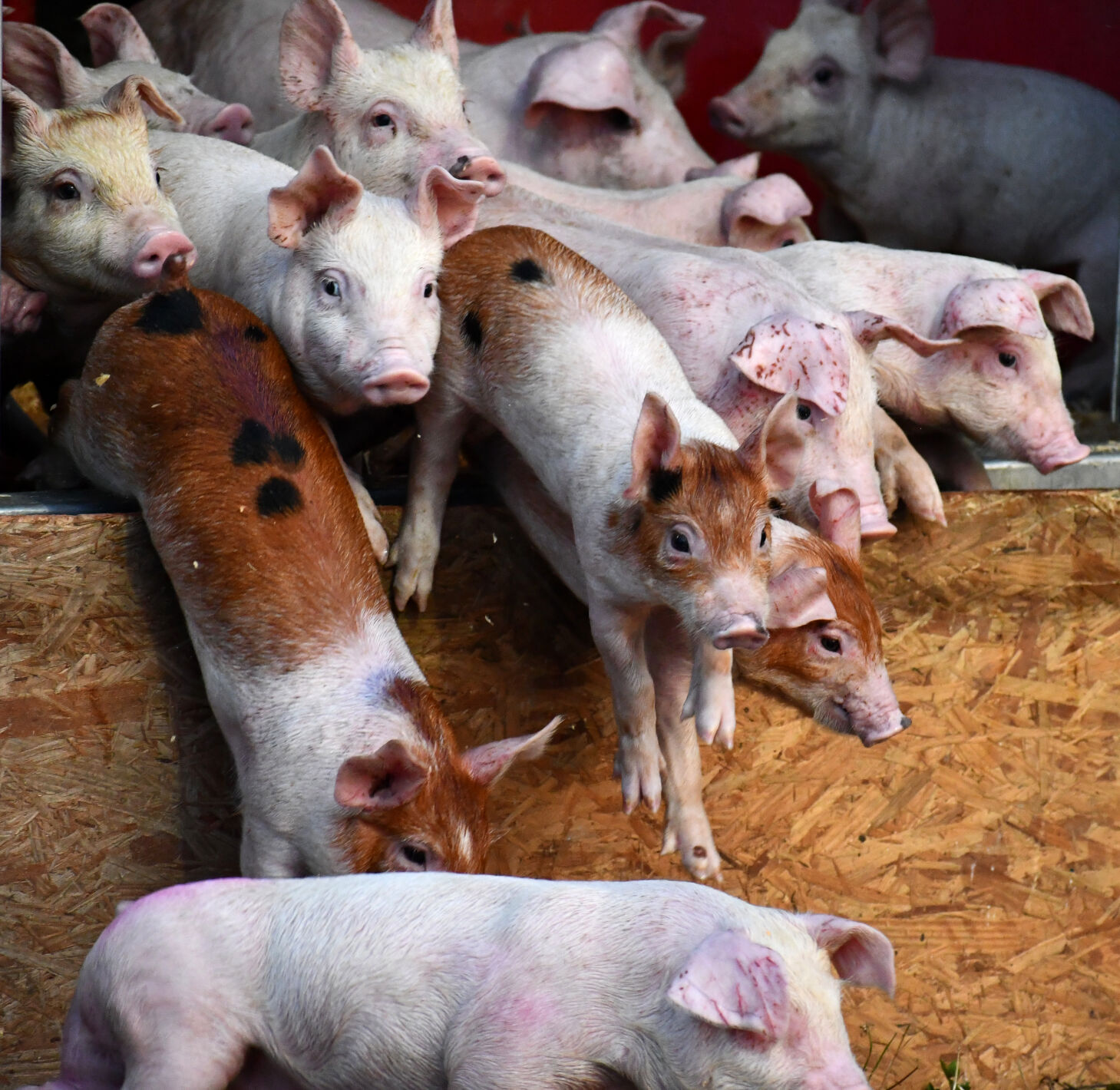 Piglets jump out of a trailer